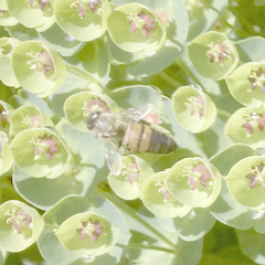 Apis mellifera