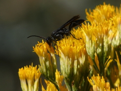 Sphex