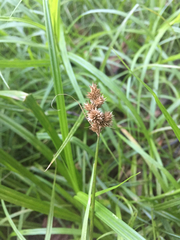 Carex cristatella