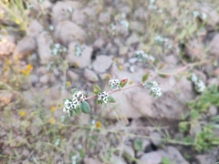 Euphorbia pediculifera