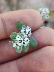 Euphorbia pediculifera