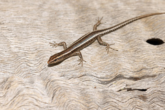 Cryptoblepharus pulcher