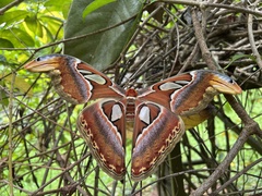 Attacus atlas