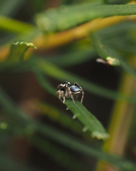 Maratus anomalus