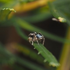 Maratus anomalus