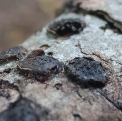 Diatrype disciformis