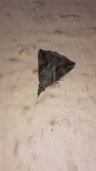 Hypena laceratalis