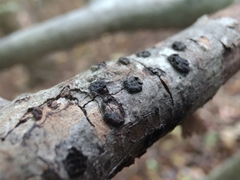 Diatrype disciformis