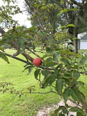 Cornus kousa