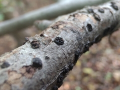 Diatrype disciformis