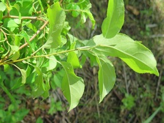 Malus mandshurica