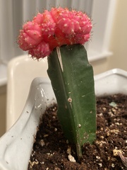 Gymnocalycium