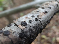 Diatrype disciformis