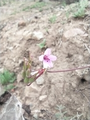 Erodium cicutarium