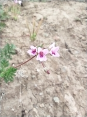 Erodium cicutarium
