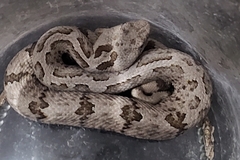 Crotalus lepidus