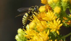 Bicyrtes capnopterus