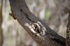 Oplurus cyclurus