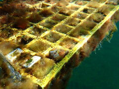 Parablennius tasmanianus