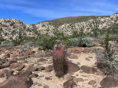 Ferocactus gracilis gracilis