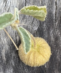 Sida abutifolia
