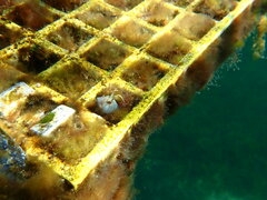 Parablennius tasmanianus