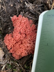 Ramaria stuntzii
