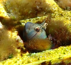 Parablennius tasmanianus