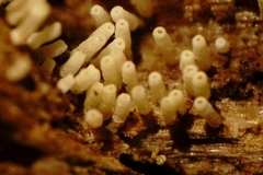 Henningsomyces
