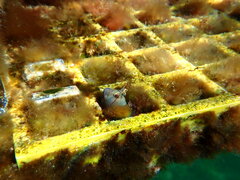 Parablennius tasmanianus