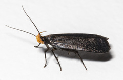 Dichomeris purpureofusca