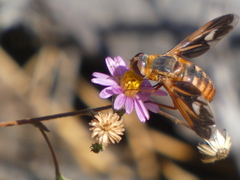 Poecilanthrax eremicus