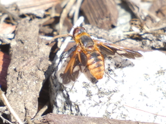 Poecilanthrax eremicus