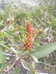 Colliguaja odorifera