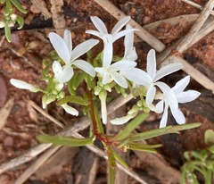 Macgregoria racemigera