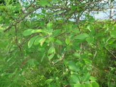Malus mandshurica