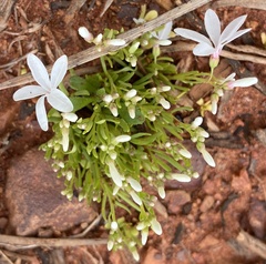 Macgregoria racemigera
