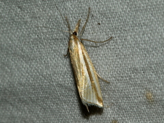 Hednota grammellus