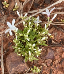 Macgregoria racemigera