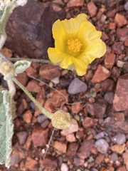 Sida abutifolia