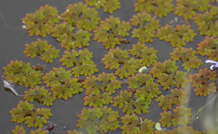 Azolla