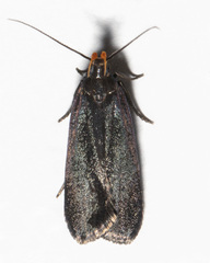 Dichomeris purpureofusca