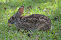 Sylvilagus aquaticus