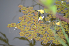 Azolla
