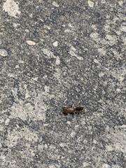 Neoscapteriscus vicinus