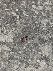 Neoscapteriscus vicinus