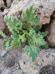 Perityle crassifolia