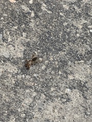 Neoscapteriscus vicinus