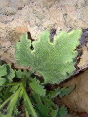 Perityle crassifolia