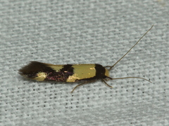 Opogona comptella